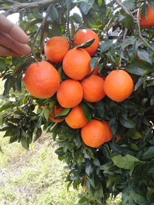 Trabajos agrícolas y decoración