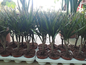 Trabajos agrícolas y decoración