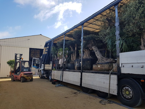 BYROTRANS OFICINAS