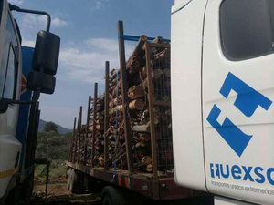 Tuexsa